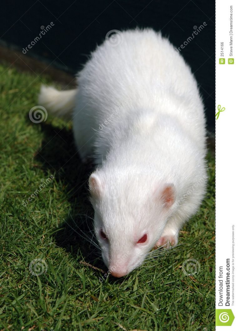 Furet Albinos Photo Stock. Image Du Créature, Tête intérieur Furet Images Gratuites