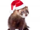 Furet Dans Le Chapeau Rouge De Noël Regardant L'Appareil concernant Furet Images Gratuites