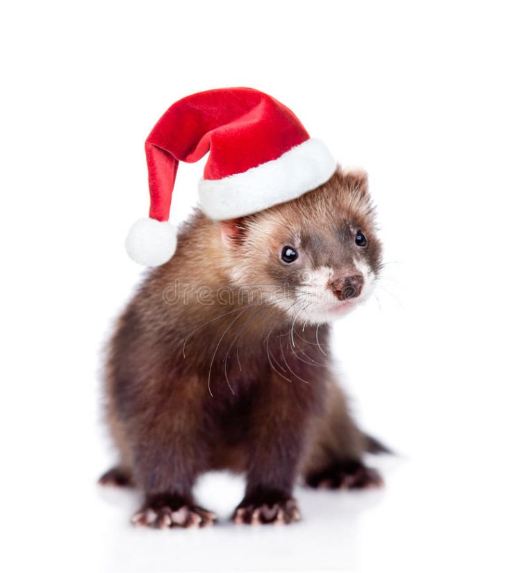 Furet Dans Le Chapeau Rouge De Noël Regardant L'Appareil concernant Furet Images Gratuites