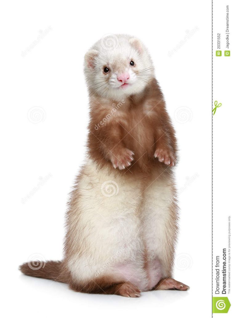 Furet De Brown Restant Sur Un Fond Blanc Photo Stock destiné Furet Images Gratuites