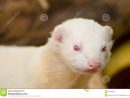Furet Mignon Albinos Image Stock. Image Du Fourrure, Blanc destiné Furet Images Gratuites