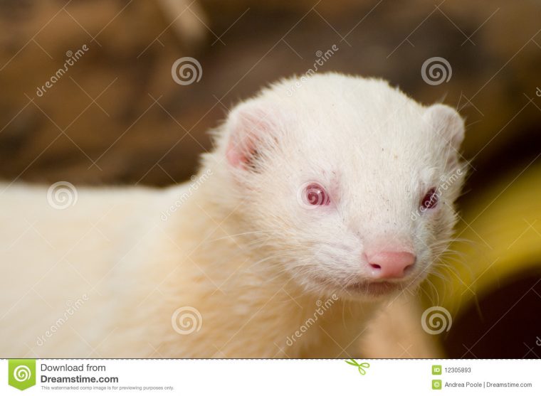 Furet Mignon Albinos Image Stock. Image Du Fourrure, Blanc destiné Furet Images Gratuites