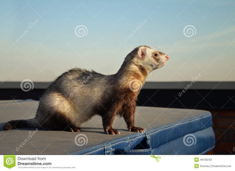 Furet Mignon Se Reposant Sur Une Valise Photo Stock destiné Furet Images Gratuites