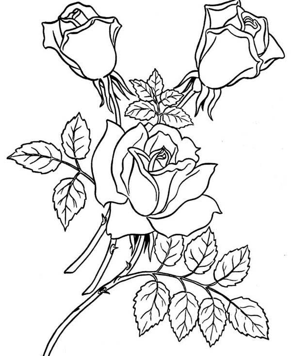 Garden Of Rose Coloring Page: Garden Of Rose Coloring Page dedans Coloriage Rose 