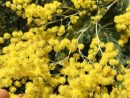 Gelée De Mimosa A Corsic'Ana Mimusà Flowers Jewelly! - A concernant Fleurs Mimosa