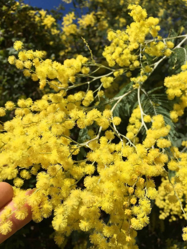 Gelée De Mimosa A Corsic'Ana Mimusà Flowers Jewelly! – A concernant Fleurs Mimosa