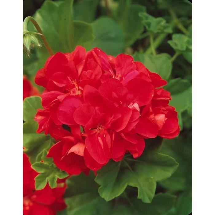 Géranium-Lierre À Fleurs Doubles &amp;#039;Sybilrouge&amp;#039; - Achat dedans Lierre Fleur 