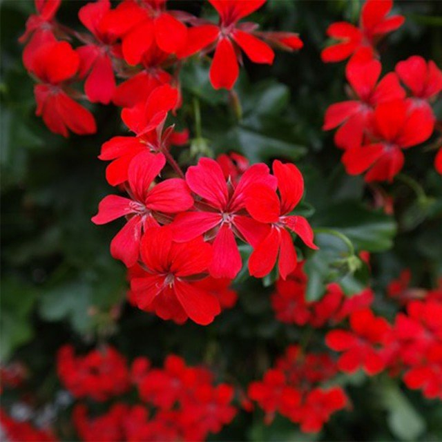 Geranium Lierre Roi Des Balcons Rouge Imperial dedans Lierre Fleur 