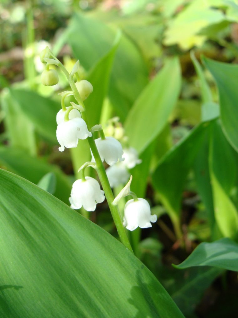 Germination Des Graines De Muguet – Agencement De Jardin encequiconcerne Muguet Plantation