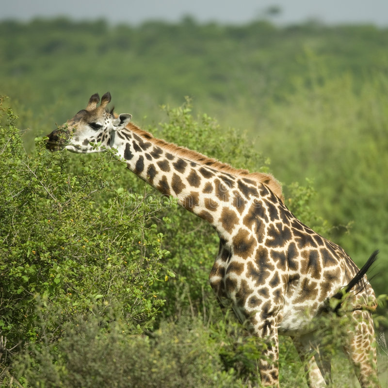 Girafe En El Serengeti Imagen De Archivo. Imagen De Animal à Girafe De Madagascar 