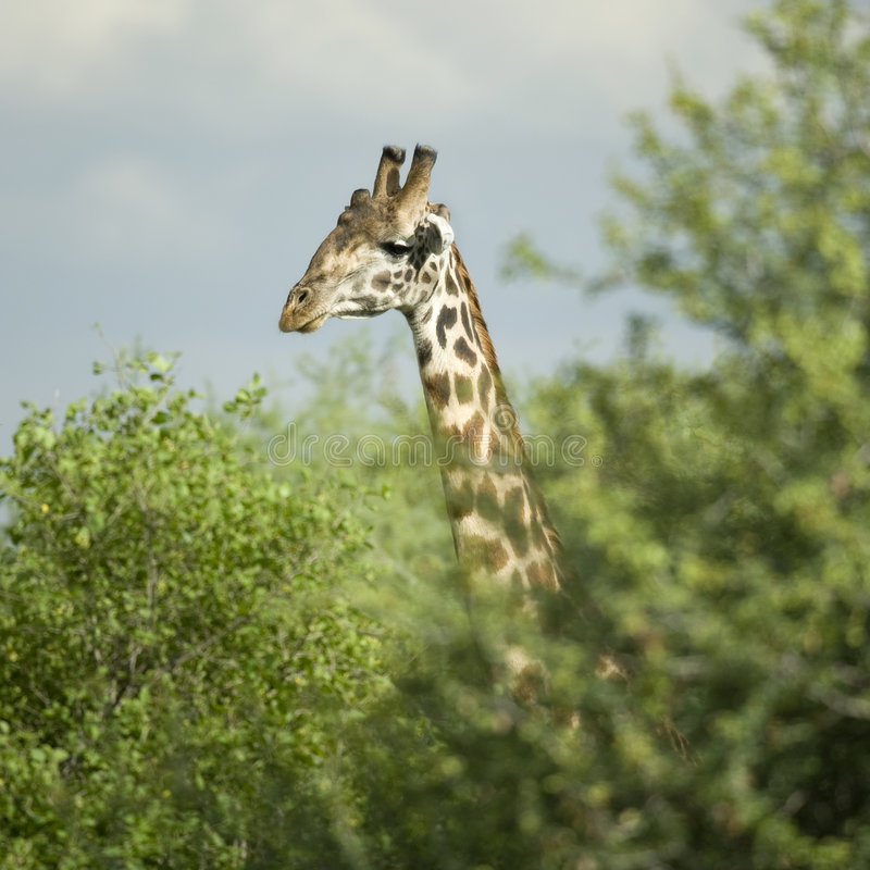 Girafe En El Serengeti Imagen De Archivo. Imagen De Animal serapportantà Girafe De Madagascar 