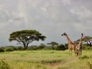 Girafes Dans La Savane À Acacias-Parasols, Amboseli Nation serapportantà Images Savane