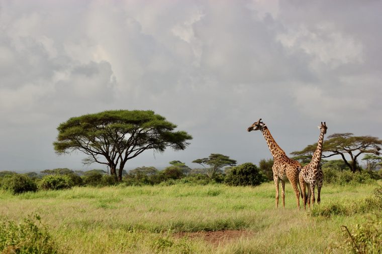 Girafes Dans La Savane À Acacias-Parasols, Amboseli Nation serapportantà Images Savane