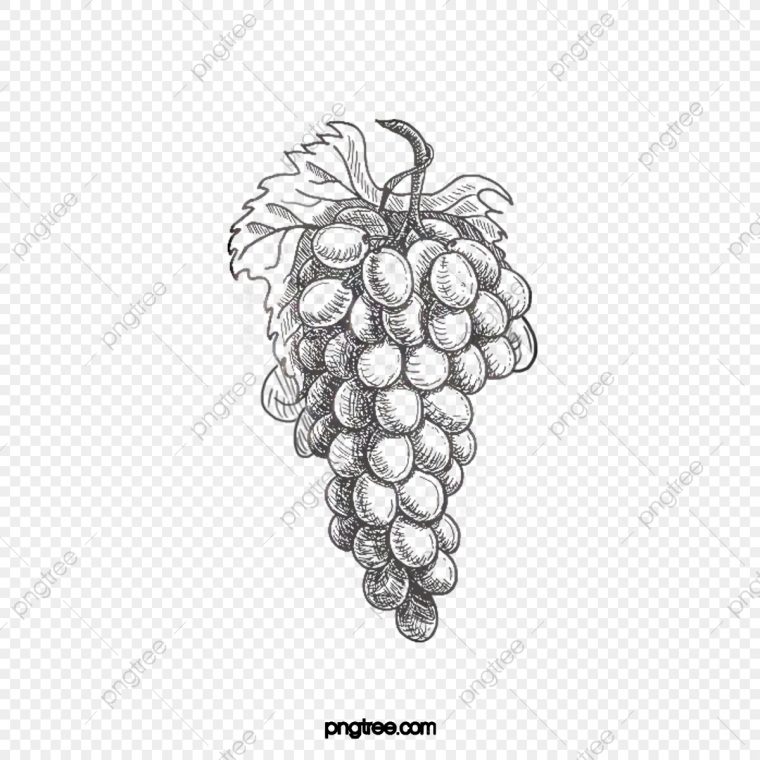 Grappe De Raisin Dessin Noir Et Blanc – Get Images One avec Raisin Dessin