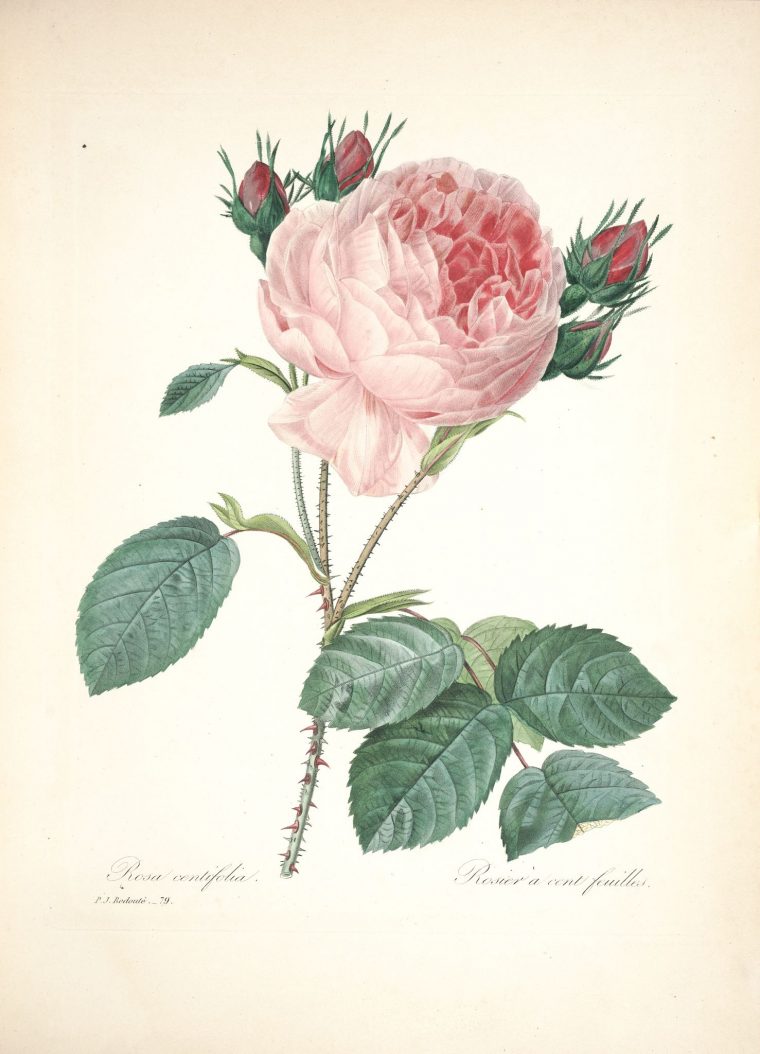 Gravures De Fleurs Par Redoute – Gravures De Fleurs Par intérieur Dessin Rosier