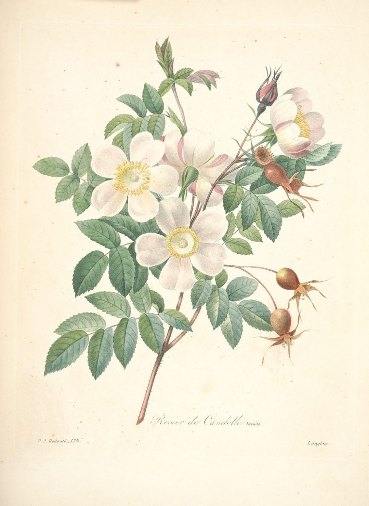 Gravures De Fleurs Par Redoute – Gravures De Fleurs Par tout Dessin Rosier