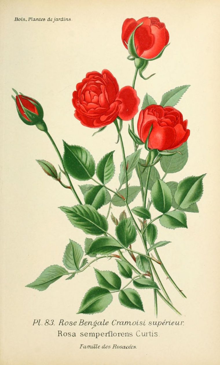 Gravures De Roses  Rmations Et Documents encequiconcerne Dessin Rosier