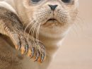 Great Seal Images  Animals Wild, Cute Animals, Baby Animals dedans Baby Phoque