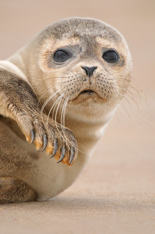 Great Seal Images  Animals Wild, Cute Animals, Baby Animals dedans Baby Phoque 
