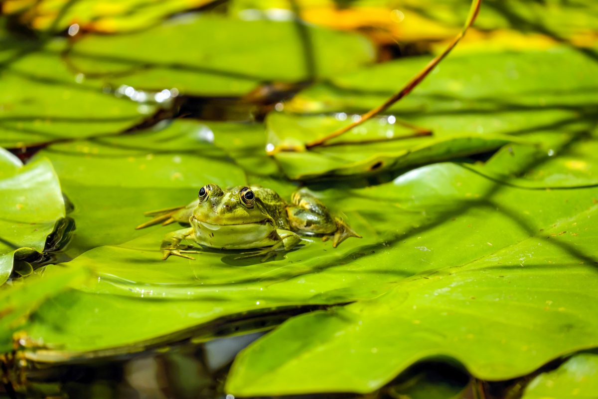 Green Frog Wallpaper 4K Background  Hd Wallpaper Background concernant Nenuphar Animal