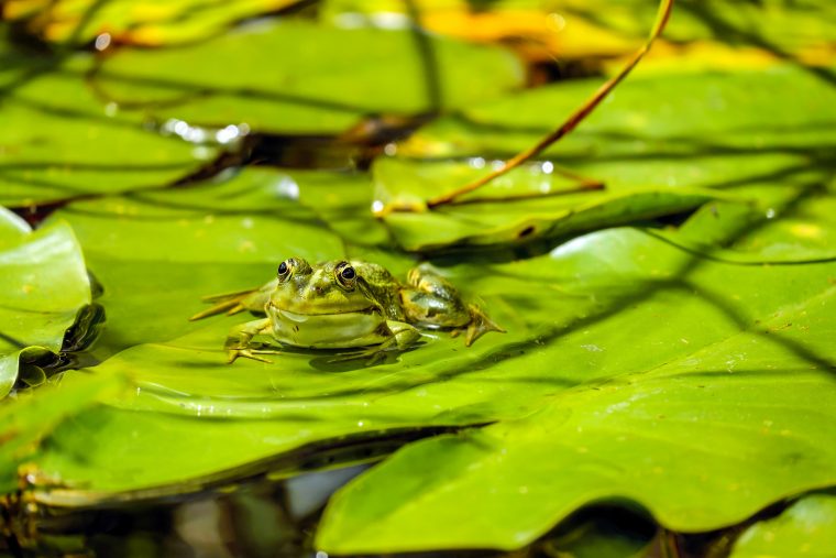 Green Frog Wallpaper 4K Background  Hd Wallpaper Background concernant Nenuphar Animal