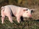 Greffes Tranplantation - Pourquoi Le Porc A La Cote intérieur Pourquoi Les Cochons Se Roulent Dans La Boue