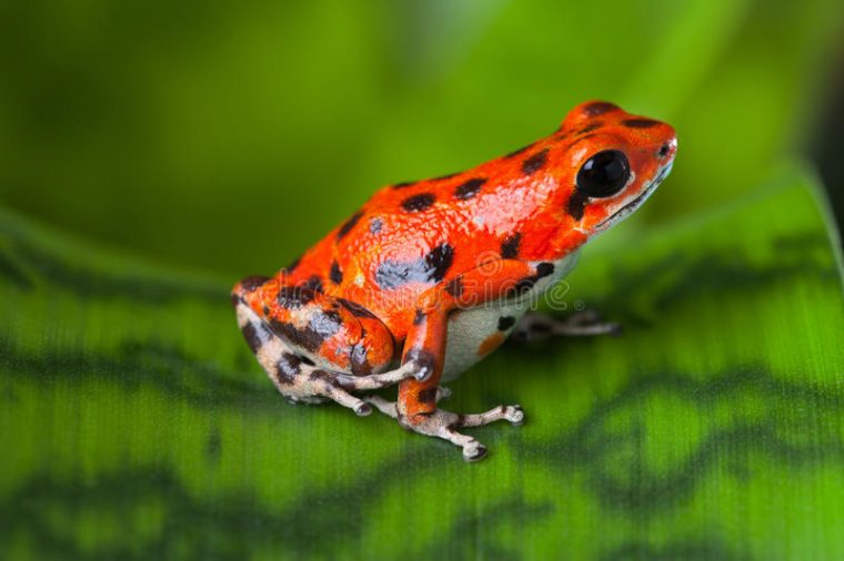 Grenouille Rouge De Poison Image Stock. Image Du Couleurs à Image De Grenouille