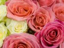 Gros Plan De Roses Naturelles Colorées  Photo Gratuite à Photos De Roses Gratuites