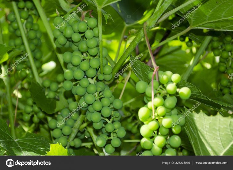 Gros Plan D'Une Grappe De Raisins Non Mûrs Encore à Image Grappe De Raisin