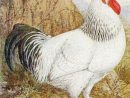 Hen And Rooster Antique Print Botanical Plate Circa 1915 pour Dessin Poule