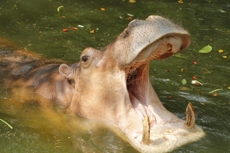 Hippopotame Adulte (Amphibius D'Hippopotame) Avec La avec Gros Hippopotame