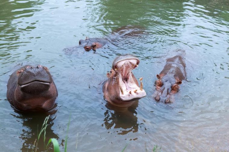 Hippopotame Avec Le Museau Ouvert Dans L'Eau Hippopotame intérieur Gros Hippopotame