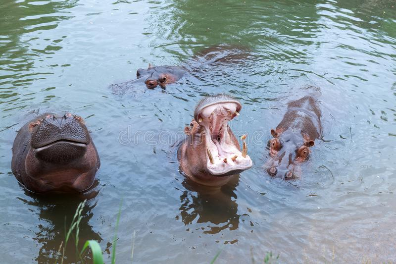 Hippopotame Avec Le Museau Ouvert Dans L&amp;#039;Eau Hippopotame intérieur Gros Hippopotame 