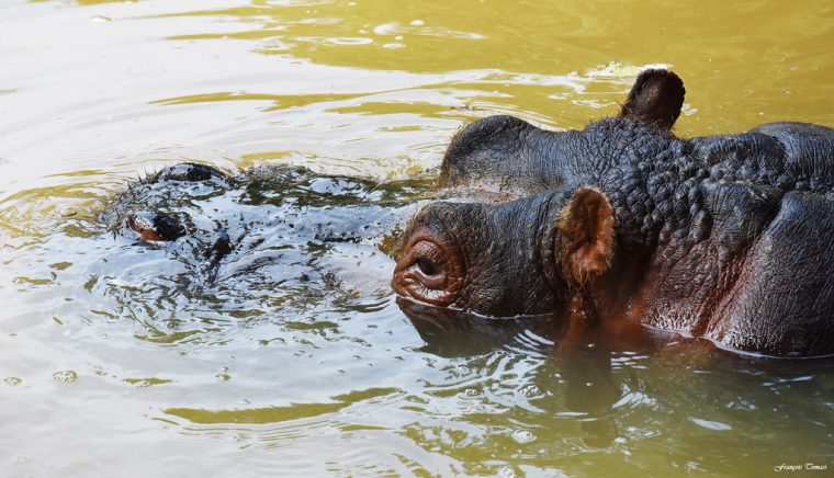 Hippopotame Dans Mon Collimateur !!!  L'Hippopotame à Gros Hippopotame