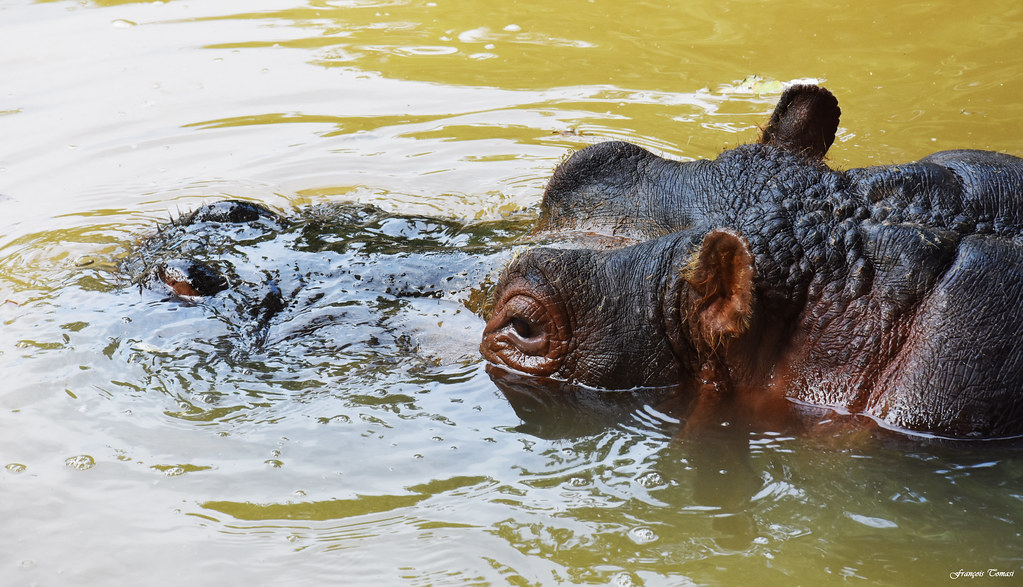 Hippopotame Dans Mon Collimateur !!!  L&amp;#039;Hippopotame à Gros Hippopotame 