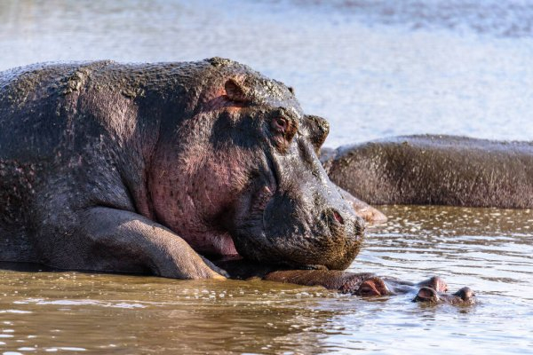 Hippopotame (Hippopotame Amphibie) Ouvre Sa Grande Bouche encequiconcerne Gros Hippopotame