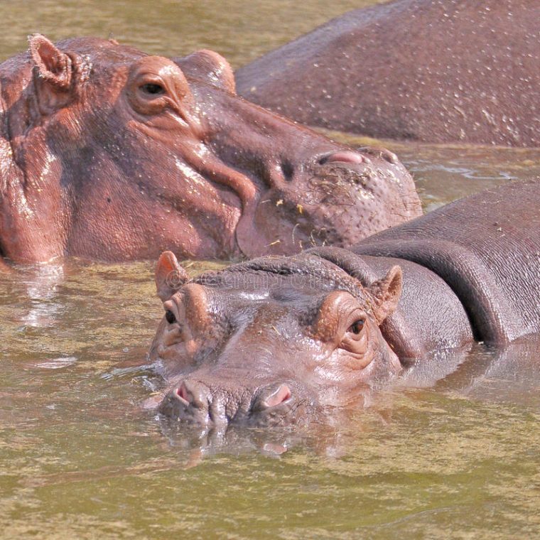 Hippopotame Image Stock. Image Du Rouge, Stand, Brun intérieur Gros Hippopotame