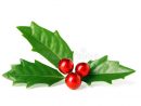 Houx Vert Clair De Noël Avec Les Baies Rouges Photo Stock à Houx De Noel