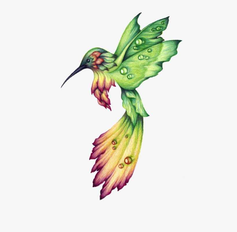 Hummingbird Drawings Google Search - Colibri Dibujo A avec Dessin Colibri