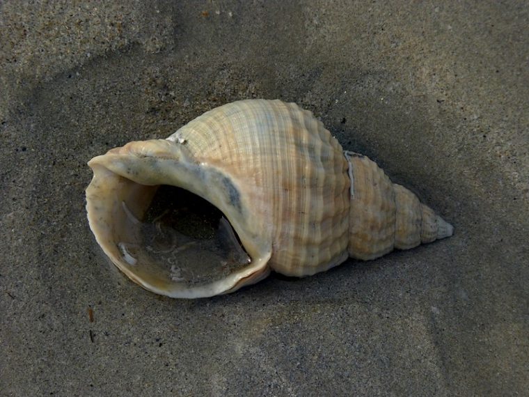 Identification Coquillages De Bretagne Par Photos à Images De Coquillages