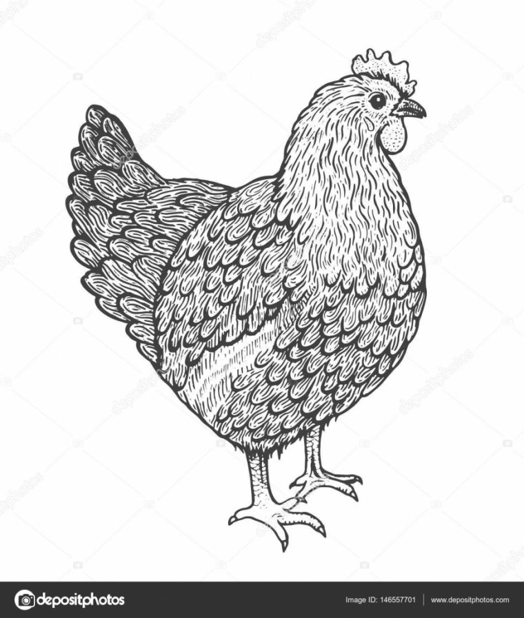 Illustration De Croquis De Poule. Style Line Art. Poulet à Dessin Poule