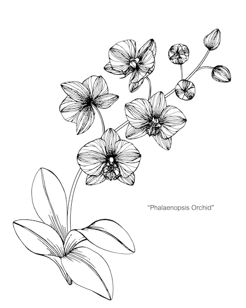 Illustration De Dessin De Fleur D'Orchidée.  Vecteur Premium destiné Dessin D Orchidée