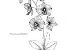 Illustration De Dessin De Fleur D'Orchidée  Vecteur Premium encequiconcerne Orchidée Dessin