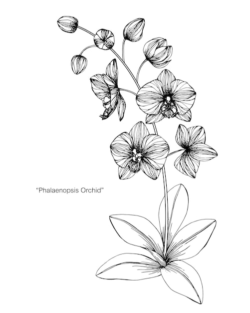 Illustration De Dessin De Fleur D'Orchidée  Vecteur Premium encequiconcerne Orchidée Dessin