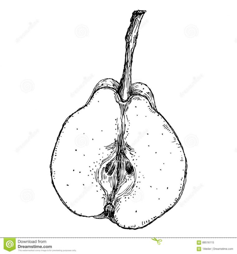 Illustration De Gravure D'Une Poire Illustration De à Dessin Poire