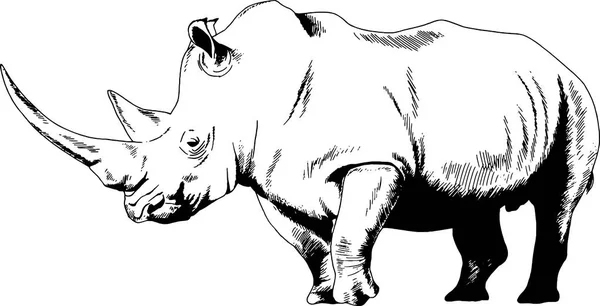 Illustration De La Caricature D&amp;#039;Un Rhinocéros — Image à Dessin Rhinocéros 