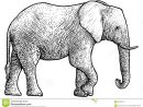 Illustration D'Éléphant, Dessin, Gravure, Encre, Schéma encequiconcerne Dessin D Elephant