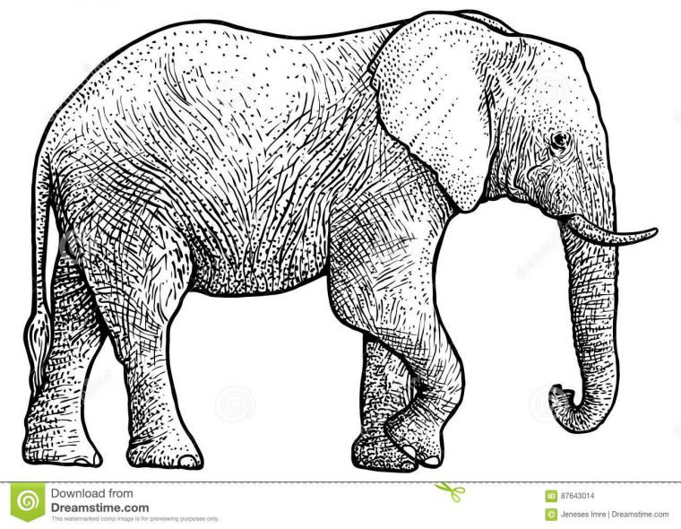 Illustration D'Éléphant, Dessin, Gravure, Encre, Schéma encequiconcerne Dessin D Elephant