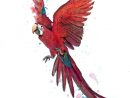 Illustration D'Un Perroquet Rouge Volant, Avec Un Bonnet encequiconcerne Dessins De Perroquets