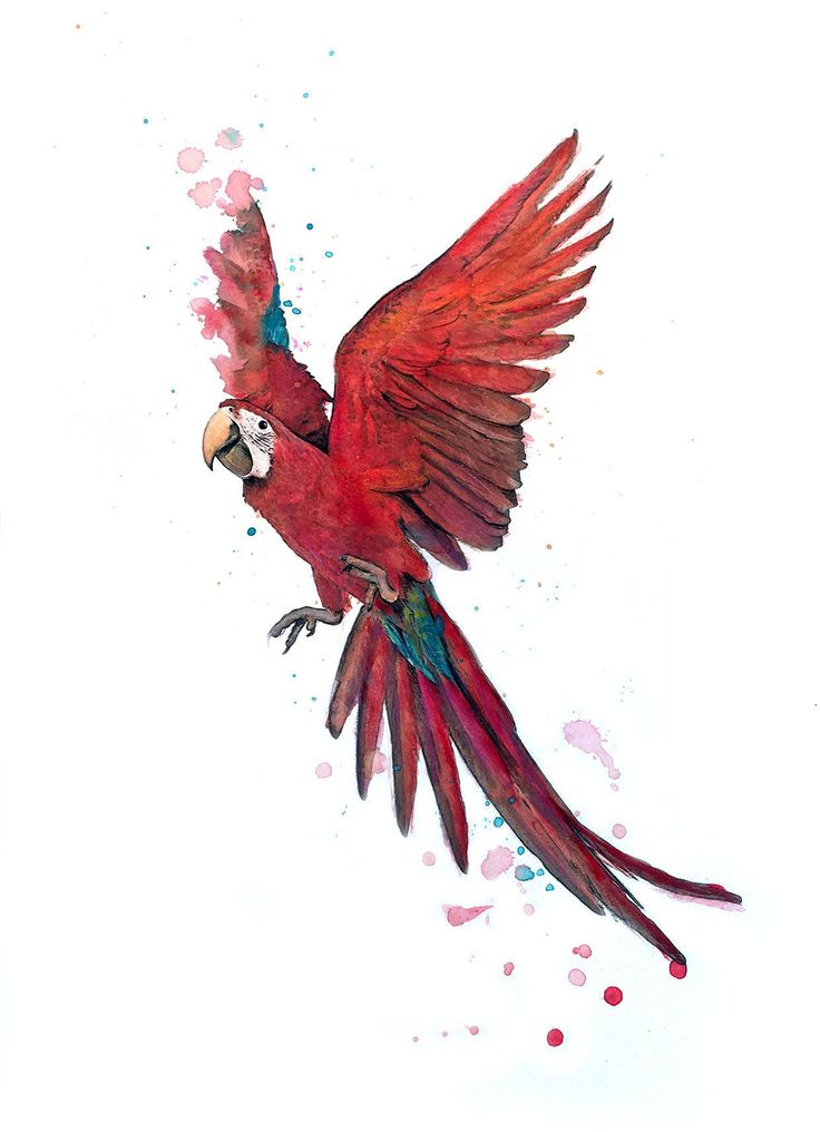 Illustration D&amp;#039;Un Perroquet Rouge Volant, Avec Un Bonnet encequiconcerne Dessins De Perroquets 